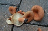 Lactarius hygrophoroides image