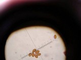 Conocybe apala image