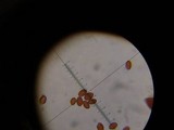 Conocybe apala image