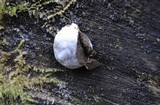 Reticularia lycoperdon image