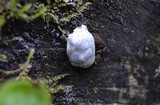 Reticularia lycoperdon image
