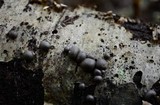 Lycogala epidendrum image
