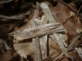 Anthostomella caricis image