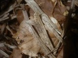 Anthostomella caricis image