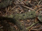 Durandiella gallica image