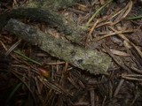 Durandiella gallica image