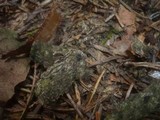 Durandiella gallica image