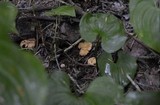 Cantharellus formosus image
