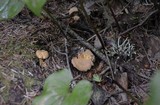 Cantharellus formosus image