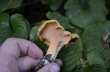 Cantharellus formosus image