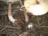 Chlorophyllum rachodes image