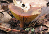 Phylloporus rhodoxanthus image