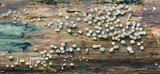 Helicogloea compressa image