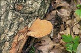 Hapalopilus rutilans image