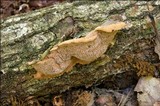 Hapalopilus rutilans image