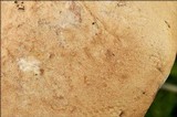 Hapalopilus rutilans image