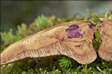 Hapalopilus rutilans image