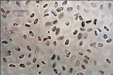 Hapalopilus nidulans image