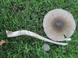 Amanita sect. Vaginatae image