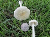 Amanita multisquamosa image