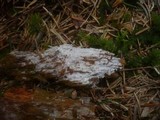 Peniophorella praetermissa image