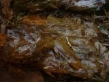 Peniophorella praetermissa image
