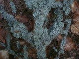 Hypogymnia physodes image