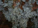 Hypogymnia physodes image