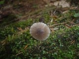 Mycena leptocephala image
