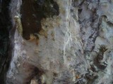 Phlebiopsis gigantea image