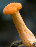 Cantharellus concinnus image