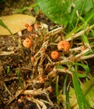 Marasmius curreyi image