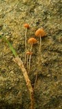 Marasmius curreyi image