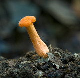 Cantharellus concinnus image