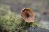 Polyporus leptocephalus image