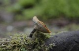 Polyporus leptocephalus image