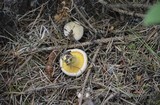 Cantharellus roseocanus image