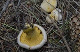 Cantharellus roseocanus image