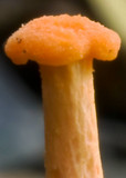 Cantharellus concinnus image