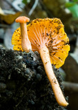 Cantharellus concinnus image
