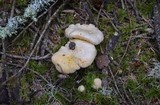 Cantharellus roseocanus image