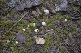 Cantharellus roseocanus image