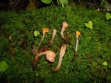 Mitrula elegans image