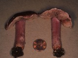 Inocybe adaequata image