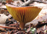 Phylloporus rhodoxanthus image