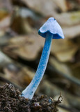 Entoloma virescens image