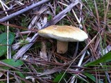 Gyroporus subalbellus image