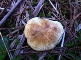 Gyroporus subalbellus image