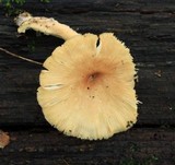 Pseudoarmillariella ectypoides image