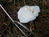 Hypomyces microspermus image